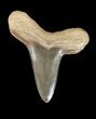 Cretoxyrhina Shark Tooth - Kansas #42954-1